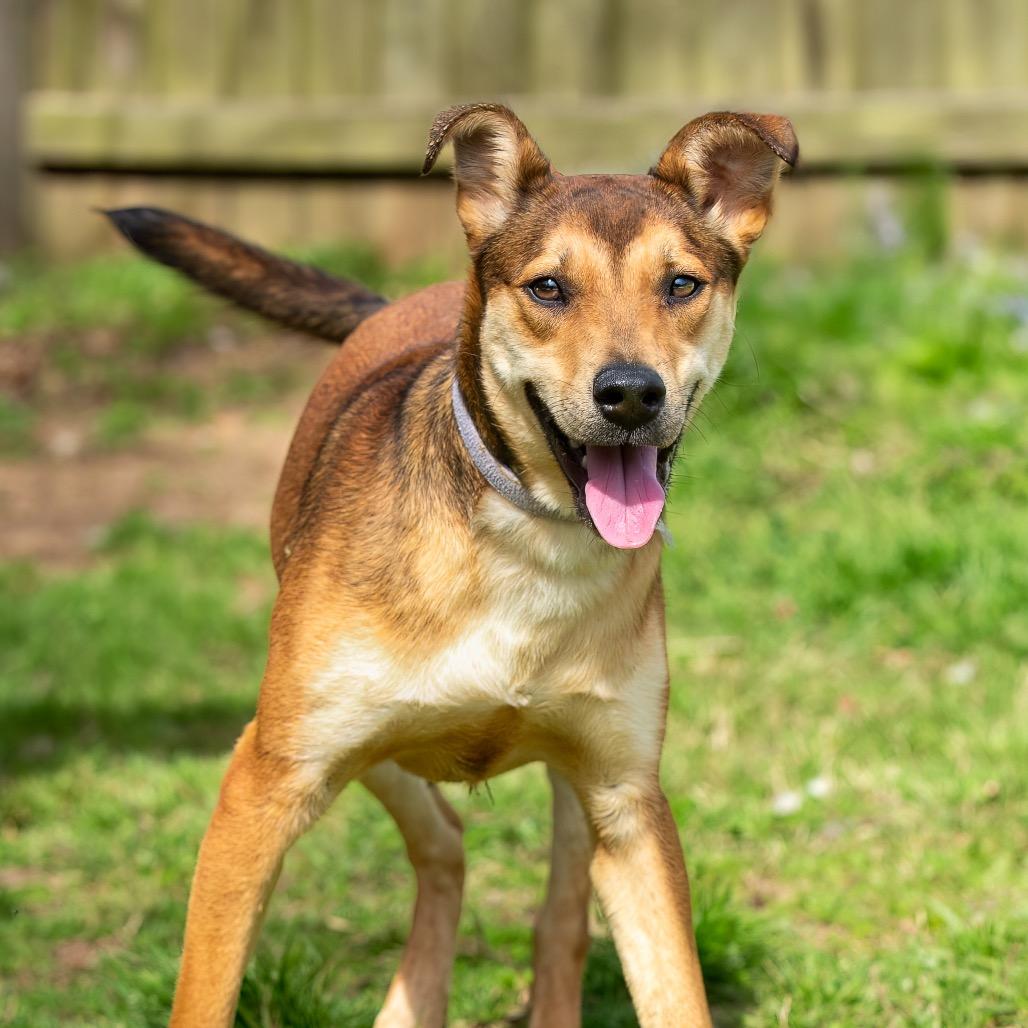 Amelia Rose, a Adoptable mixed breed in Livingston, TX image 5/6