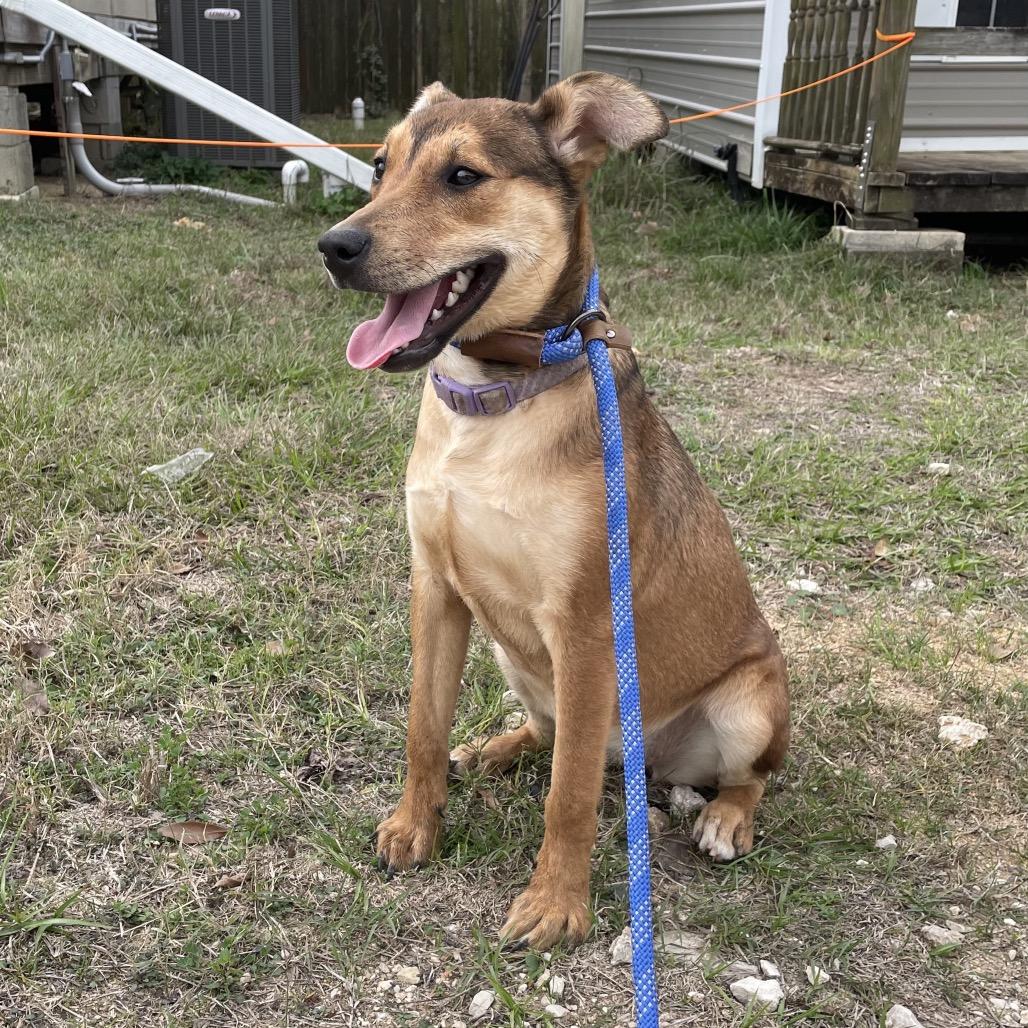 Amelia Rose, a Adoptable mixed breed in Livingston, TX image 6/6