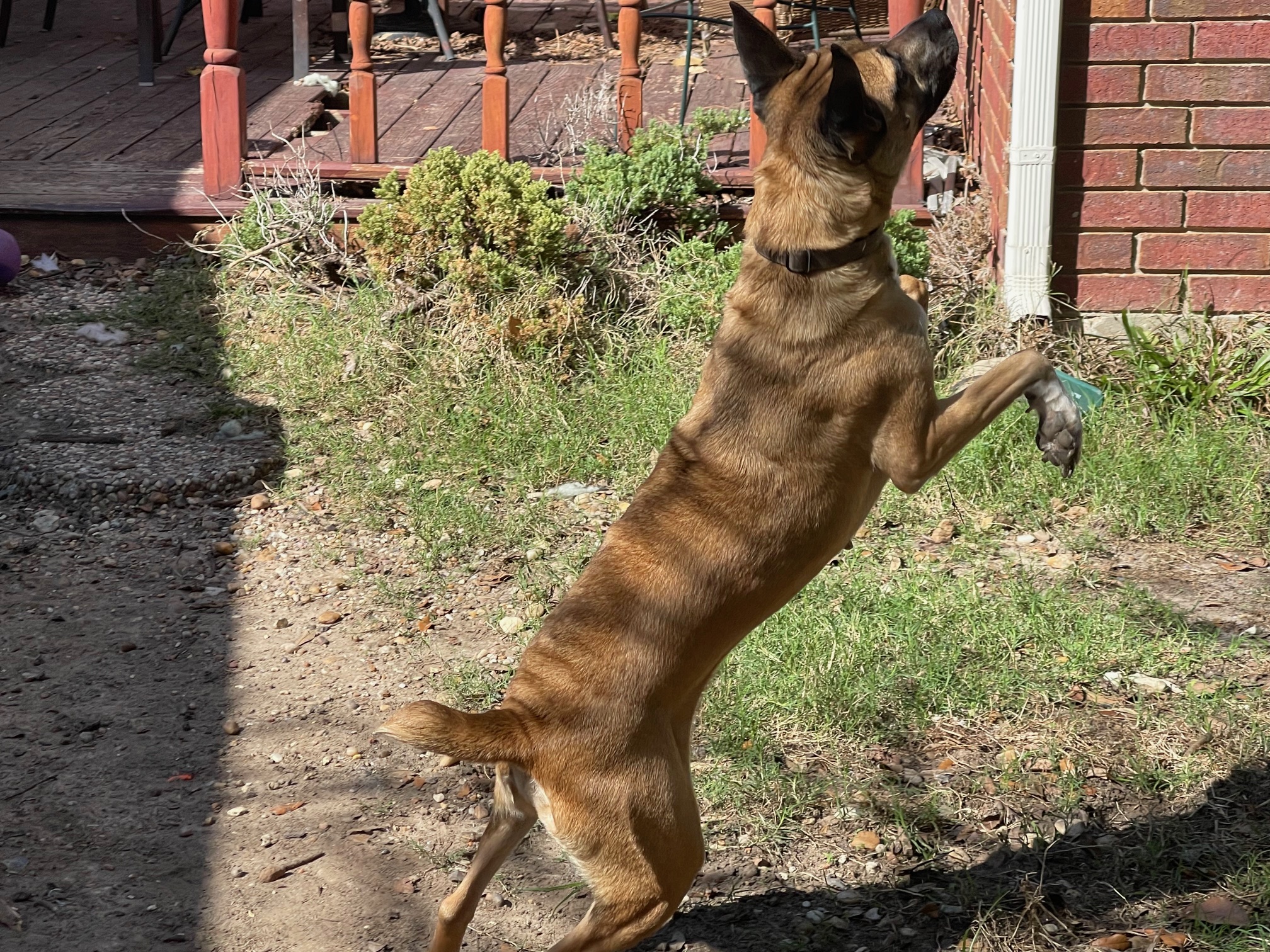 LOLA BUNNY (aka Bunny Goat) — thumbnail 3