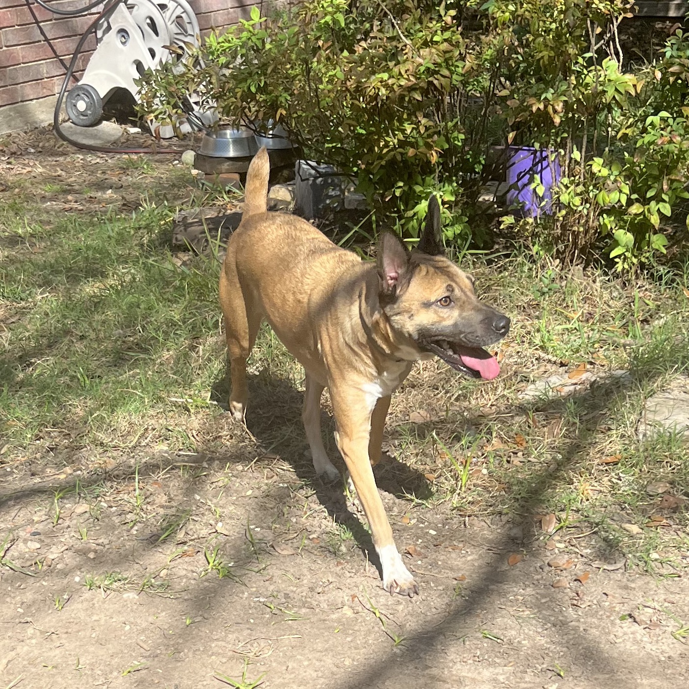 LOLA BUNNY (aka Bunny Goat) — thumbnail 4