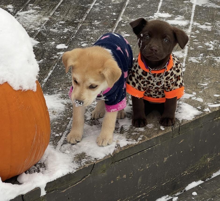 Esme, an adopted Mixed Breed in Maineville, OH image 5/6