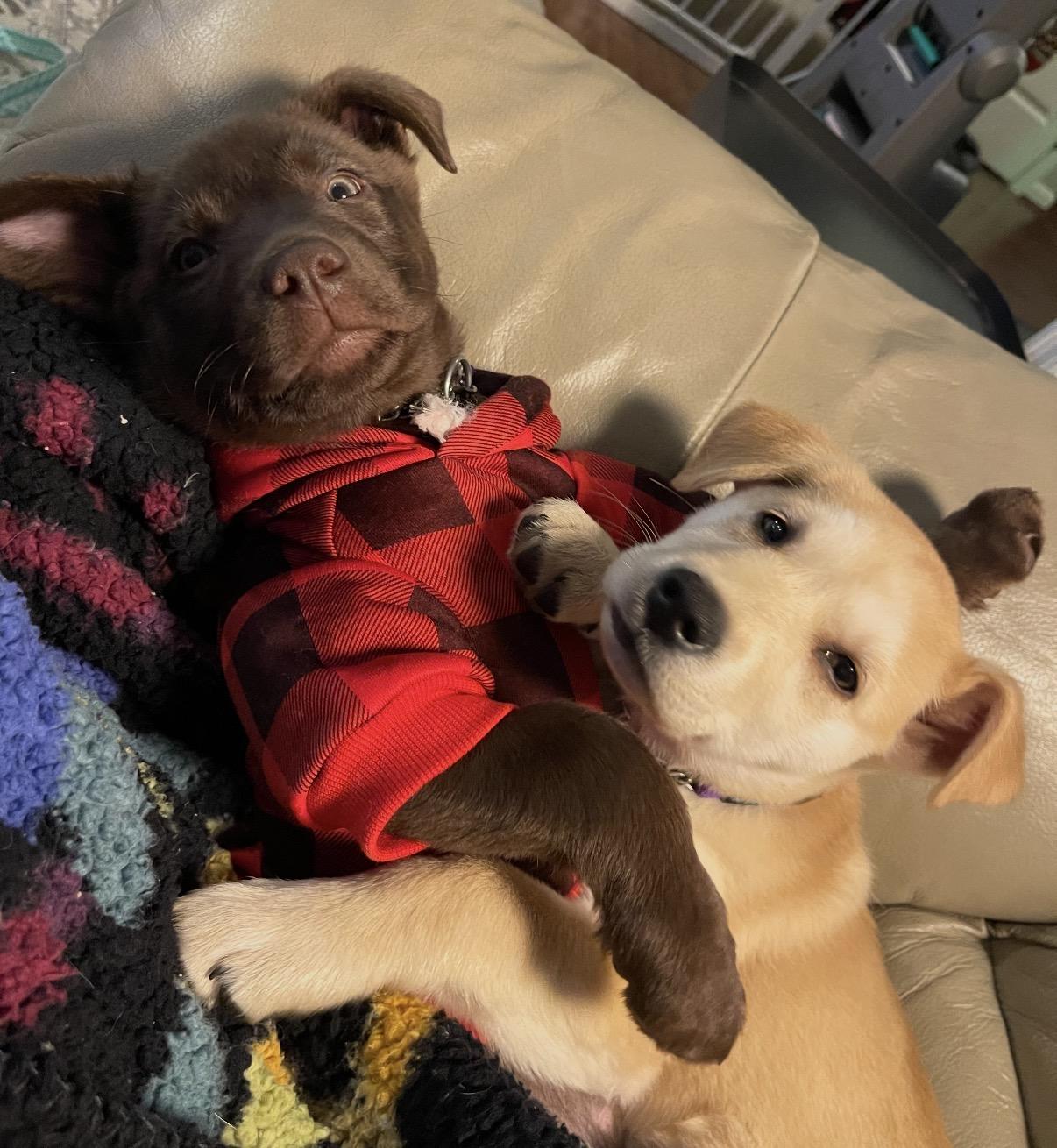 Esme, an adopted Mixed Breed in Maineville, OH image 2/6