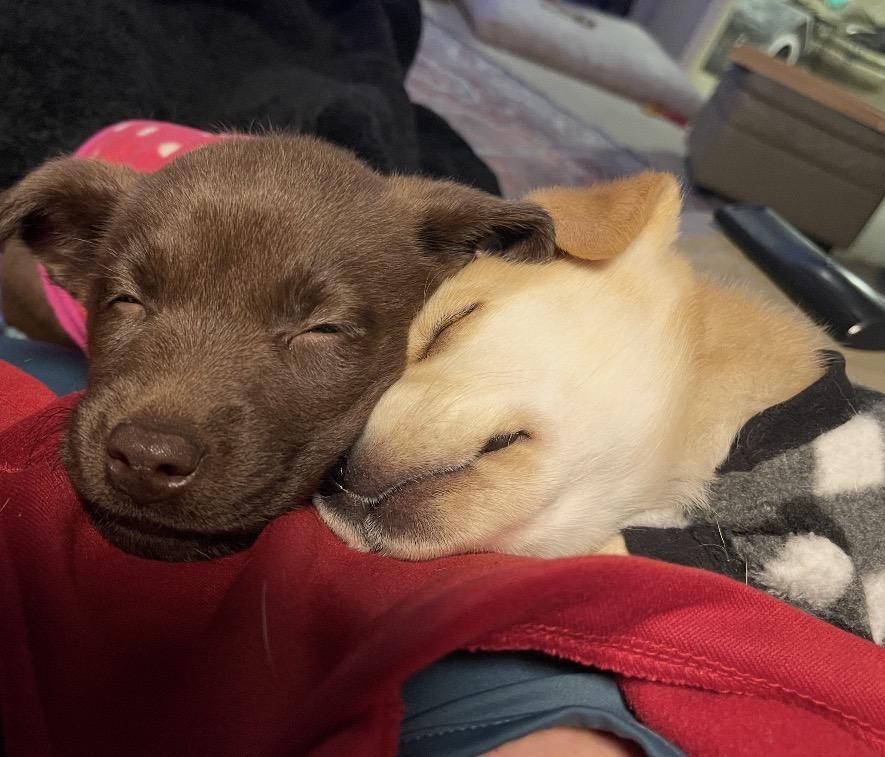 Esme, an adopted Mixed Breed in Maineville, OH image 6/6