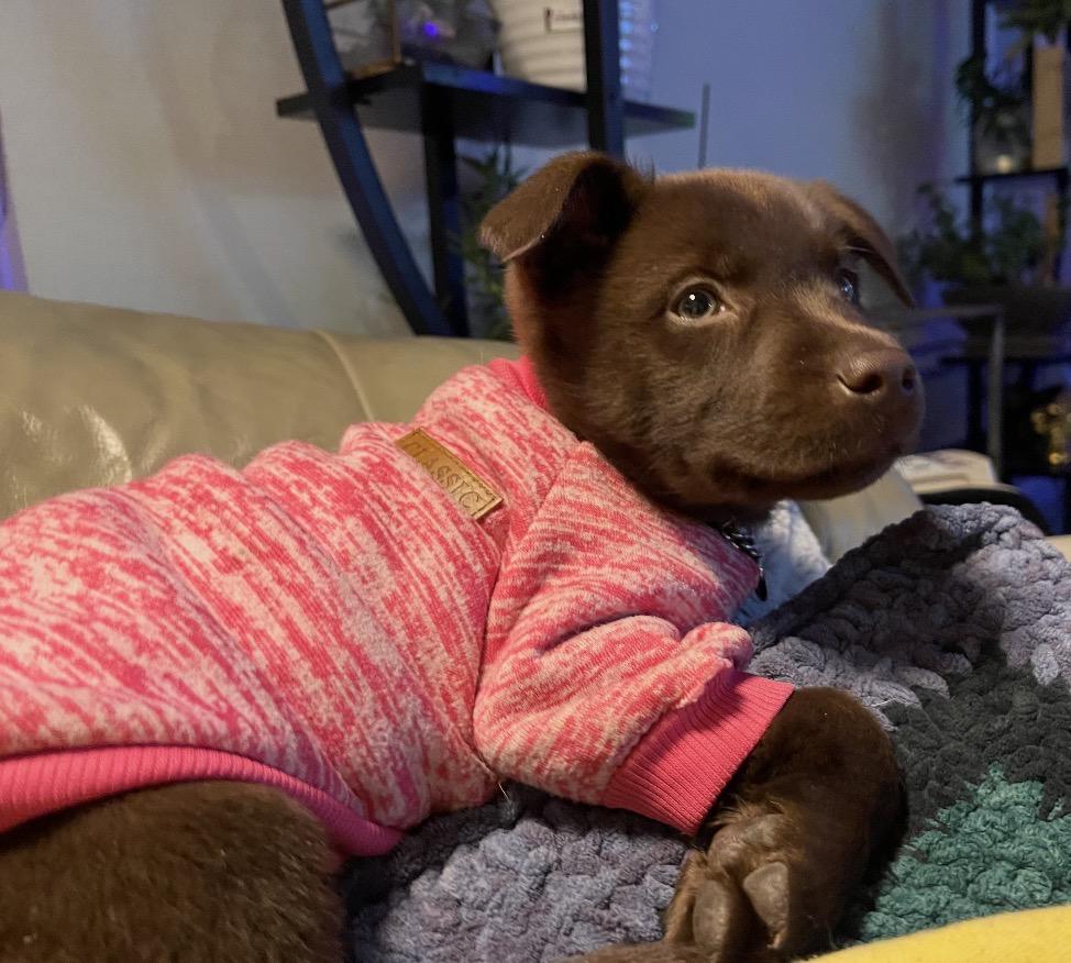 Esme, an adopted Mixed Breed in Maineville, OH image 1/6