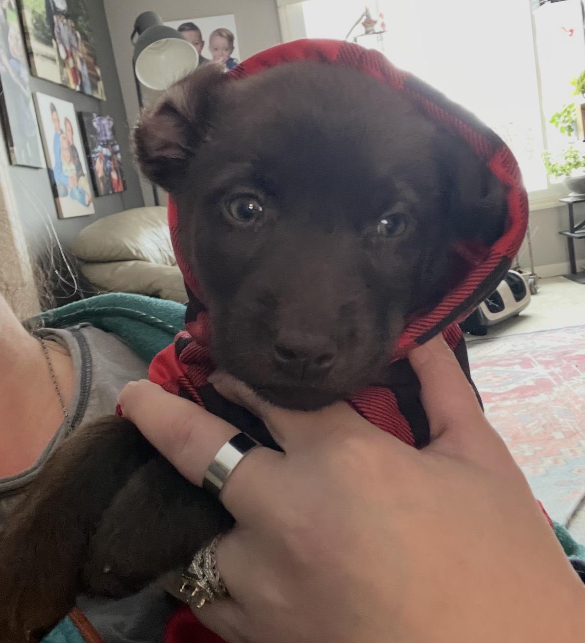 Esme, an adopted Mixed Breed in Maineville, OH image 4/6