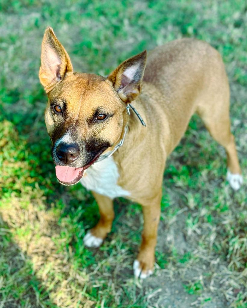 Java, Adoptable, Adult Female Hound & Mixed Breed.