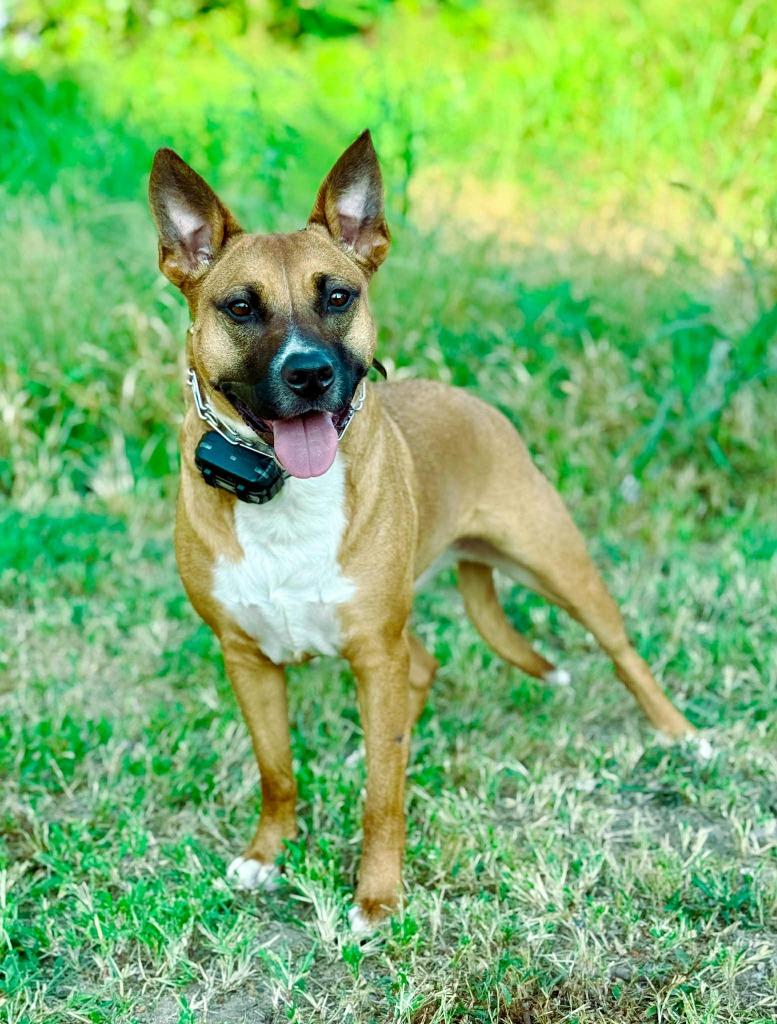 Java, Adoptable, Adult Female Hound & Mixed Breed.