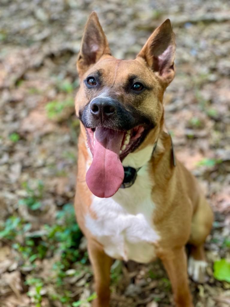 Enlarge Java, a Adoptable mixed breed in Macon, GA image 2/6