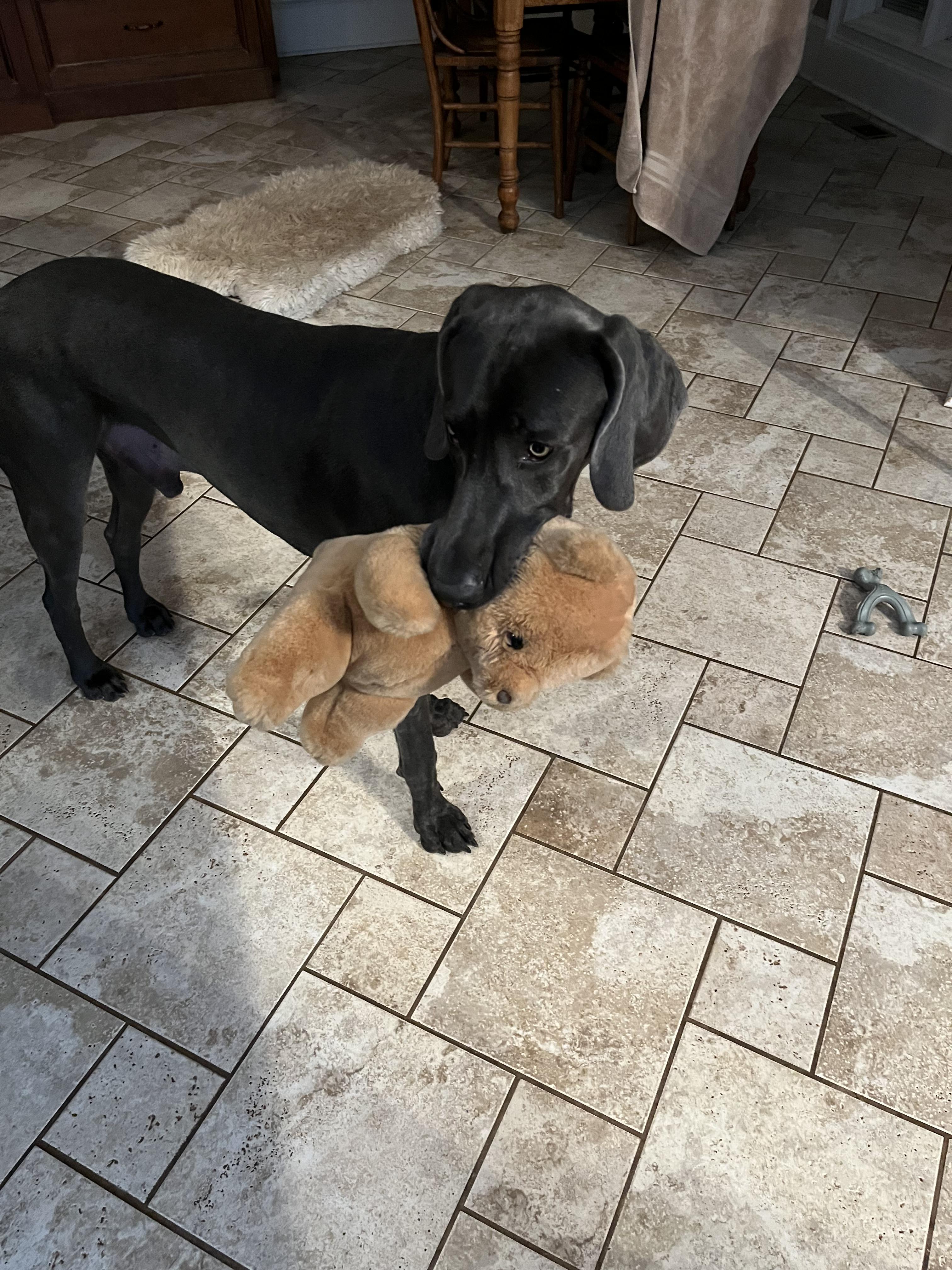 Percy, Adoptable, Young Male Weimaraner.