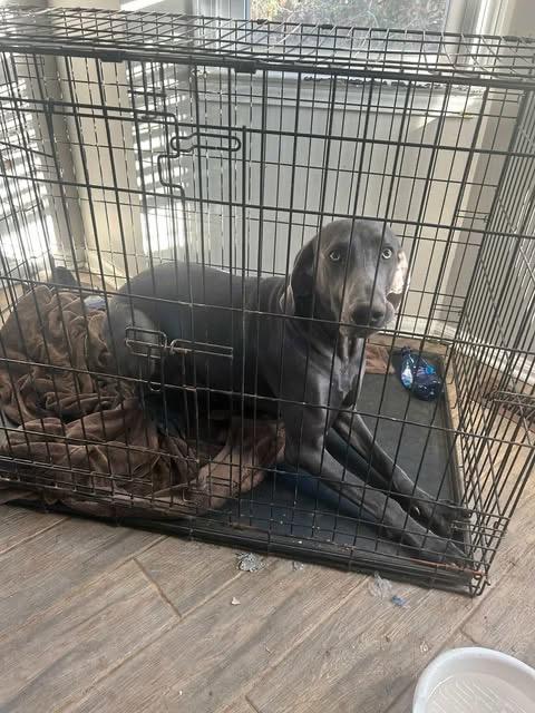Enlarge Percy, a Adoptable Weimaraner in Marietta, GA image 2/4
