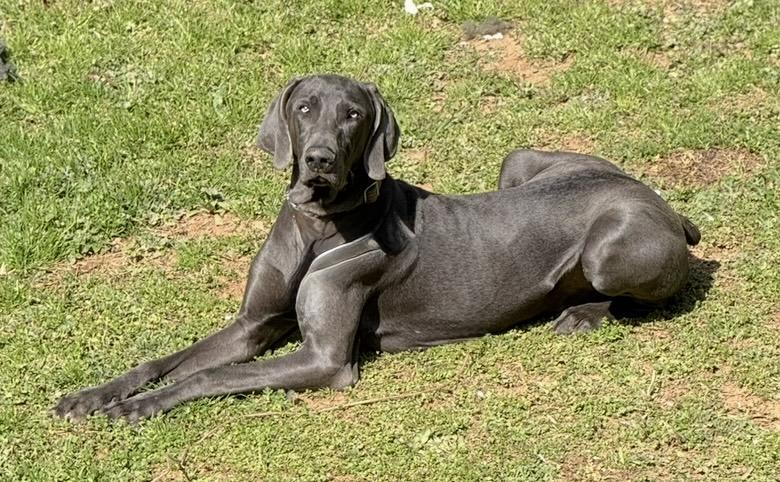 Enlarge Percy, a Adoptable Weimaraner in Marietta, GA image 4/4