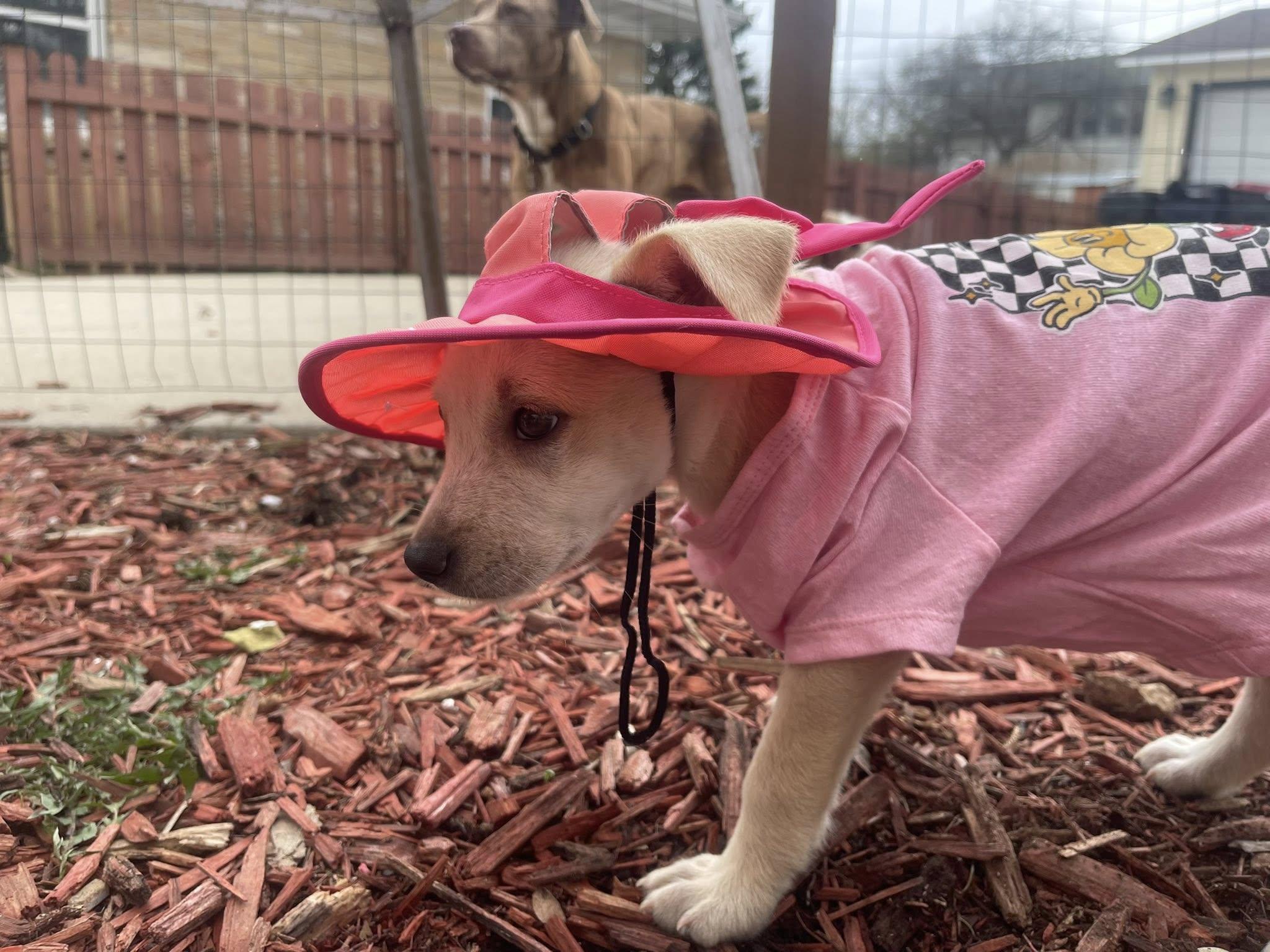 Enlarge Bailey, an adopted mixed breed in Clinton, WI image 4/6