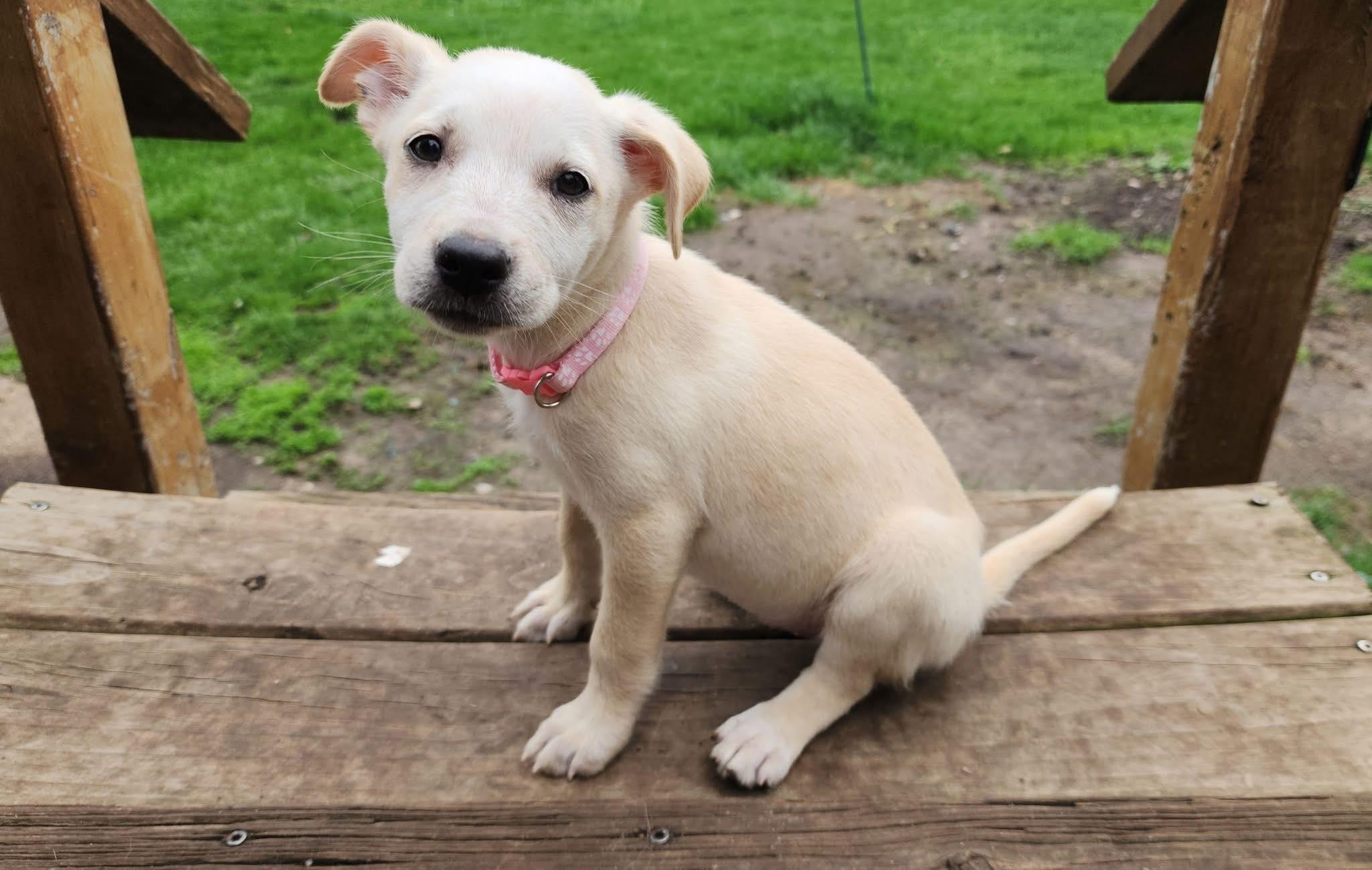 Bailey, adopted, Puppy Female Australian Shepherd & Labrador Retriever.