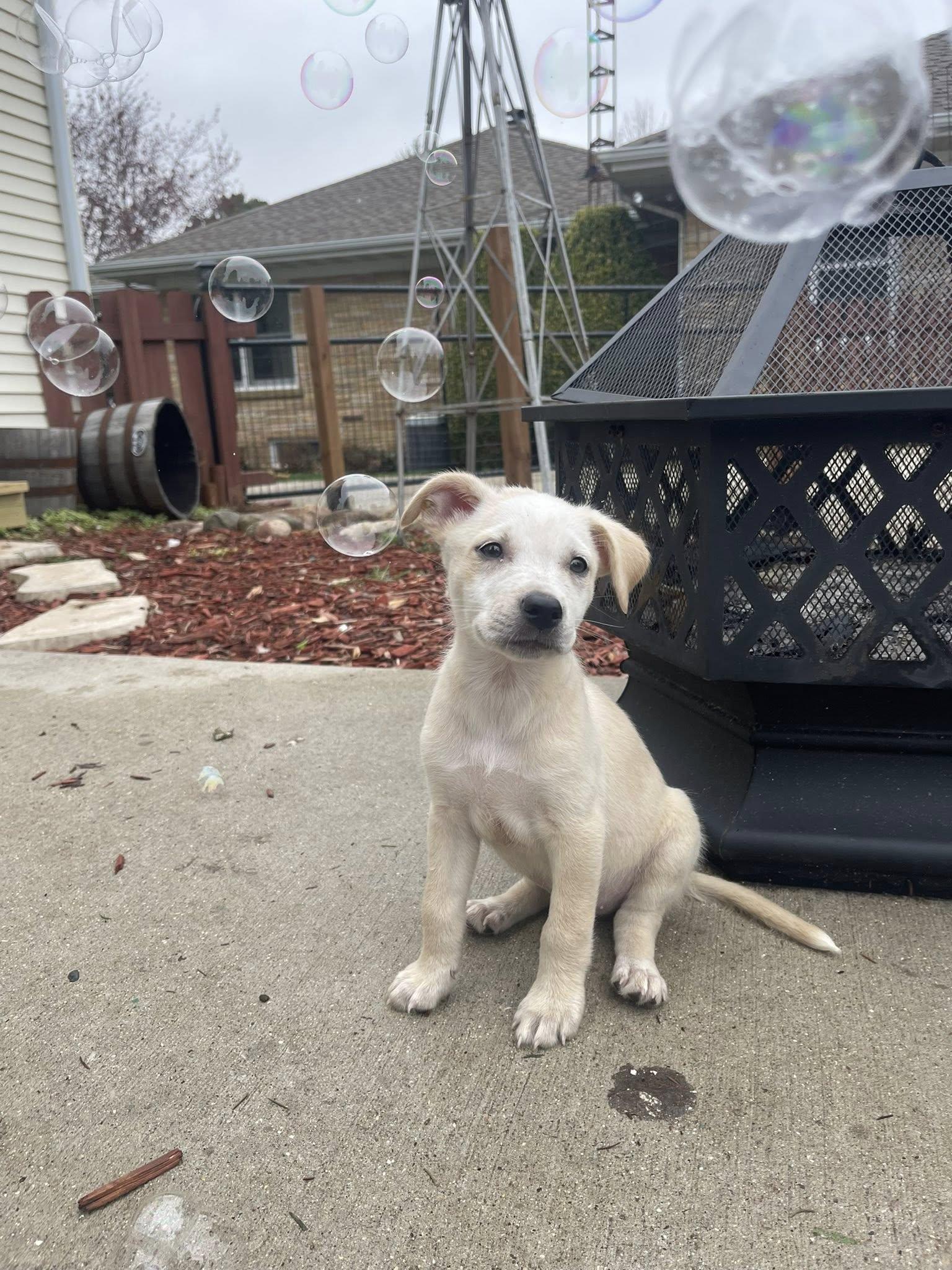 Enlarge Bailey, an adopted mixed breed in Clinton, WI image 2/6