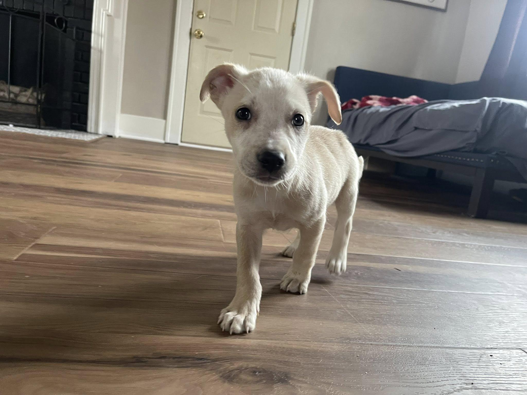 Enlarge Bailey, an adopted mixed breed in Clinton, WI image 5/6