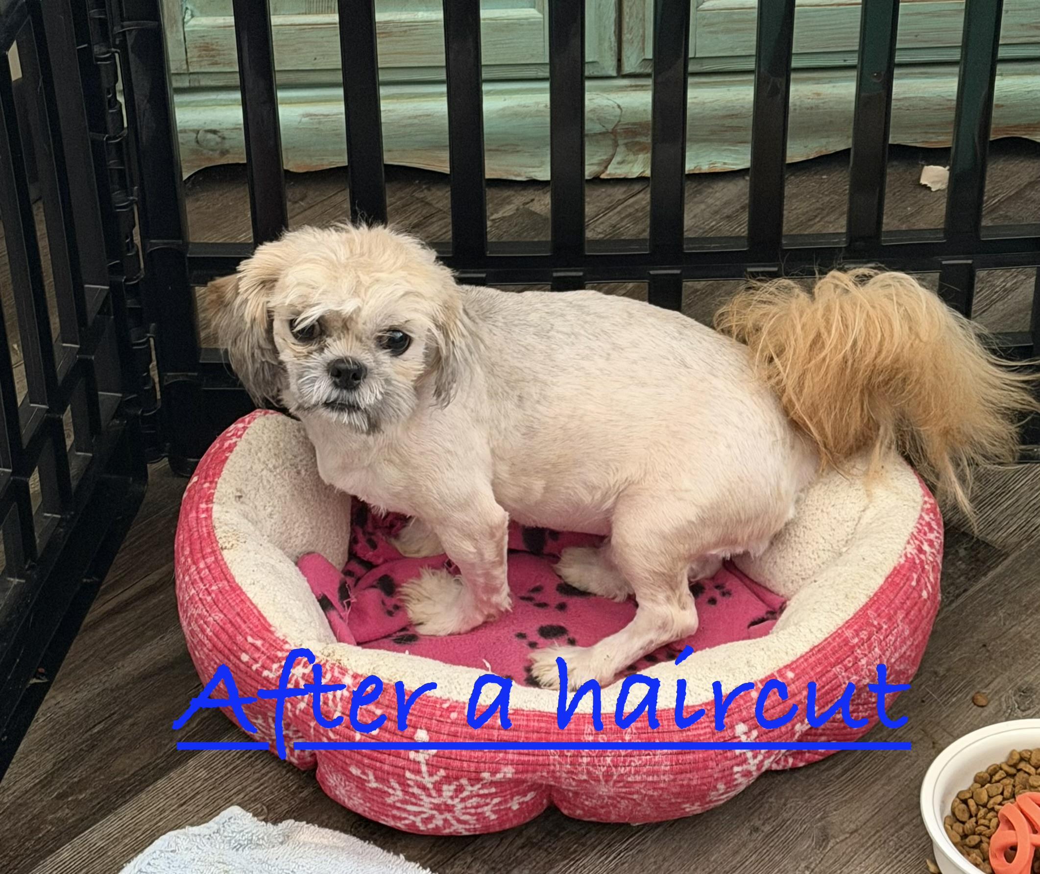 Bodhi, ADOPTABLE, Adult Male Shih Tzu.