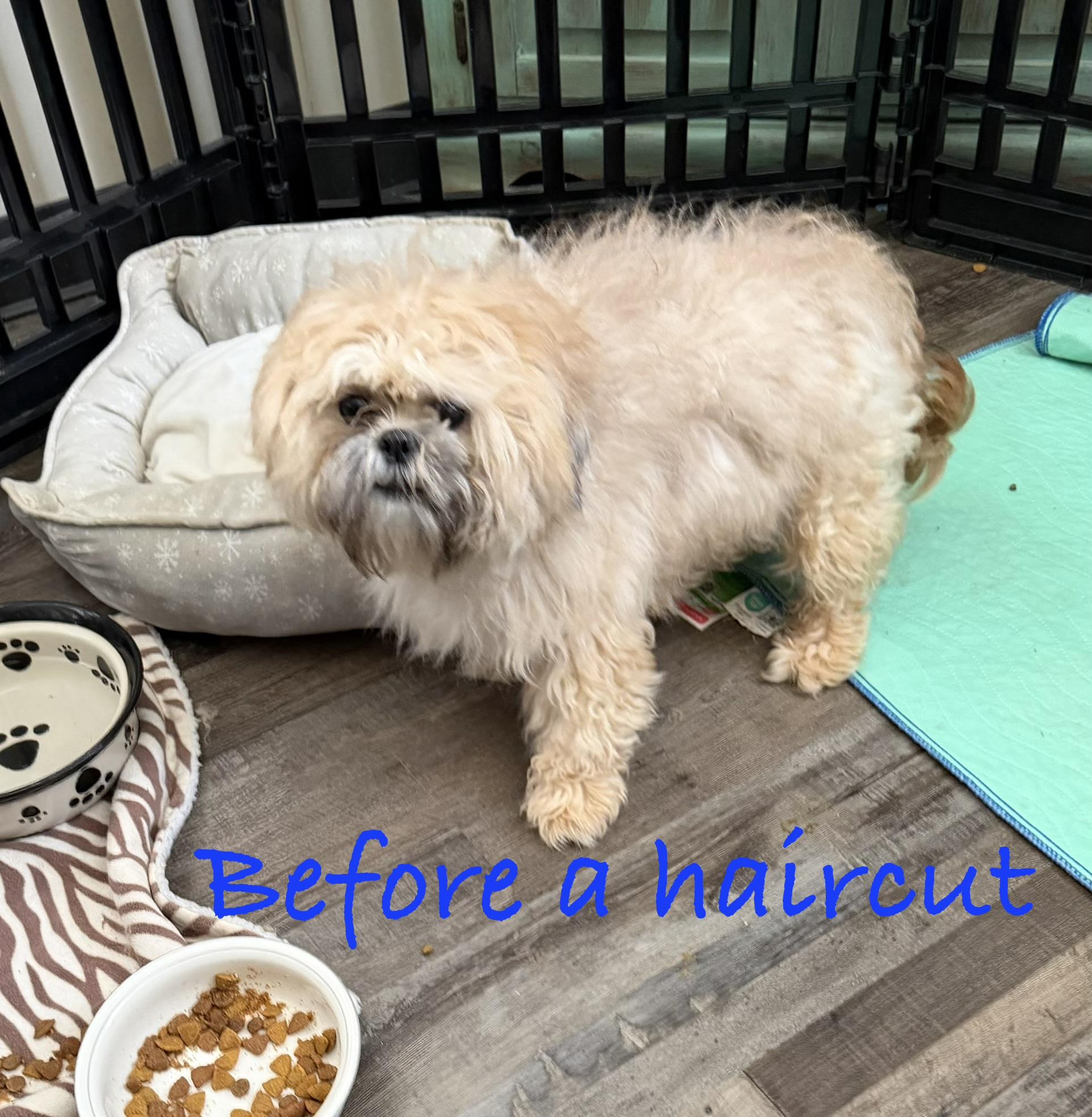 Enlarge Bodhi, a ADOPTABLE Shih Tzu in Sequatchie, TN image 2/2