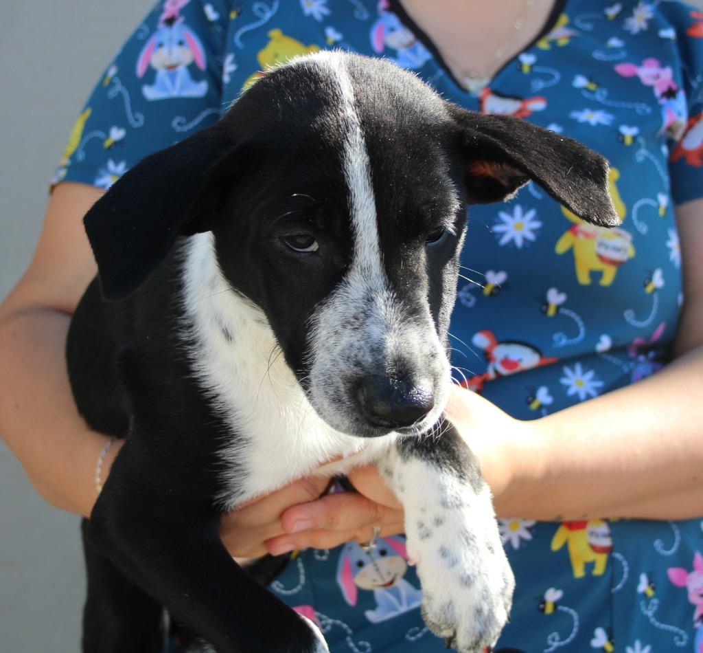 Enlarge Tilly, a Adoptable mixed breed in Vacaville, CA image 1/1