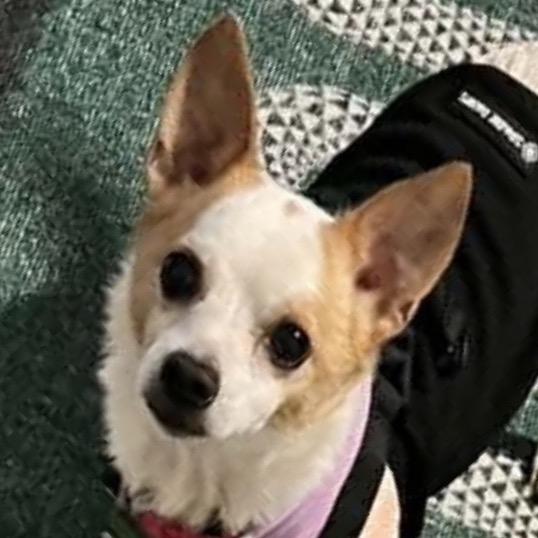 Diesel, Adoptable, Senior Male Mixed Breed.