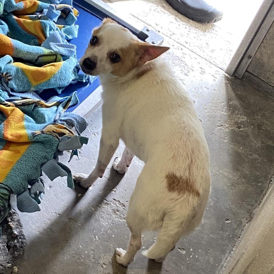 Diesel, Adoptable, Senior Male Mixed Breed.