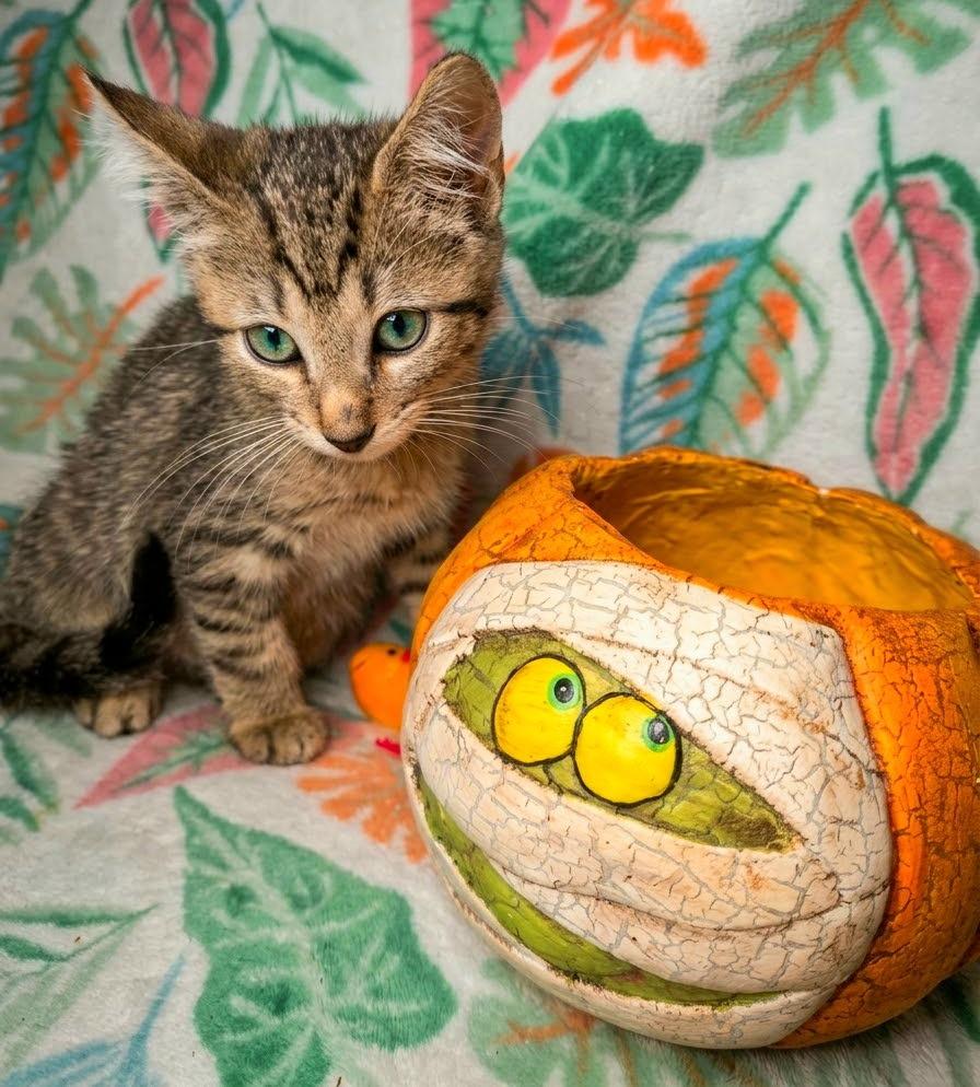Enlarge Mason, a Adoptable Domestic Short Hair in Rock Spring, GA image 1/1