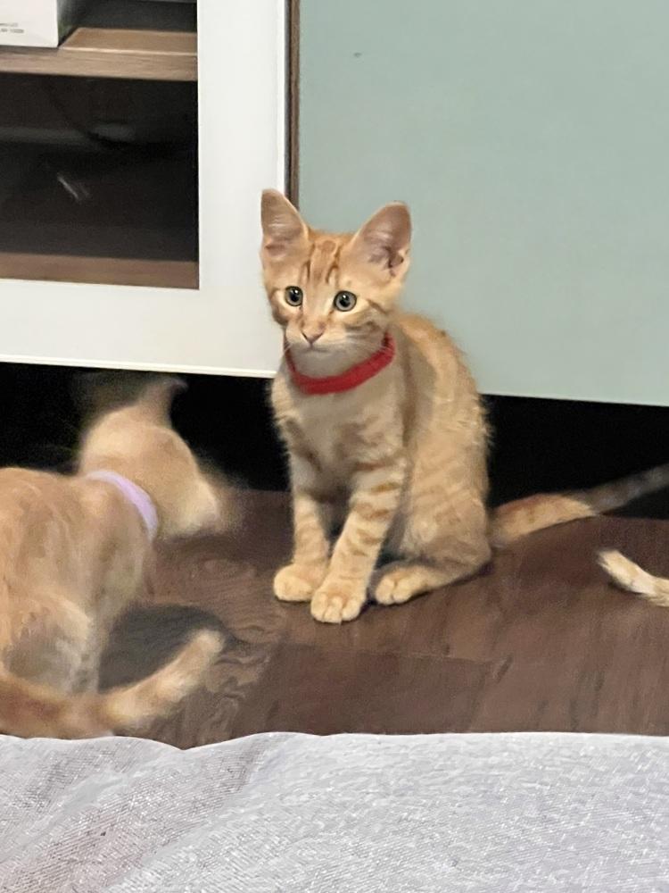 Enlarge Miso, a Adoptable mixed breed in Richardson, TX image 1/5