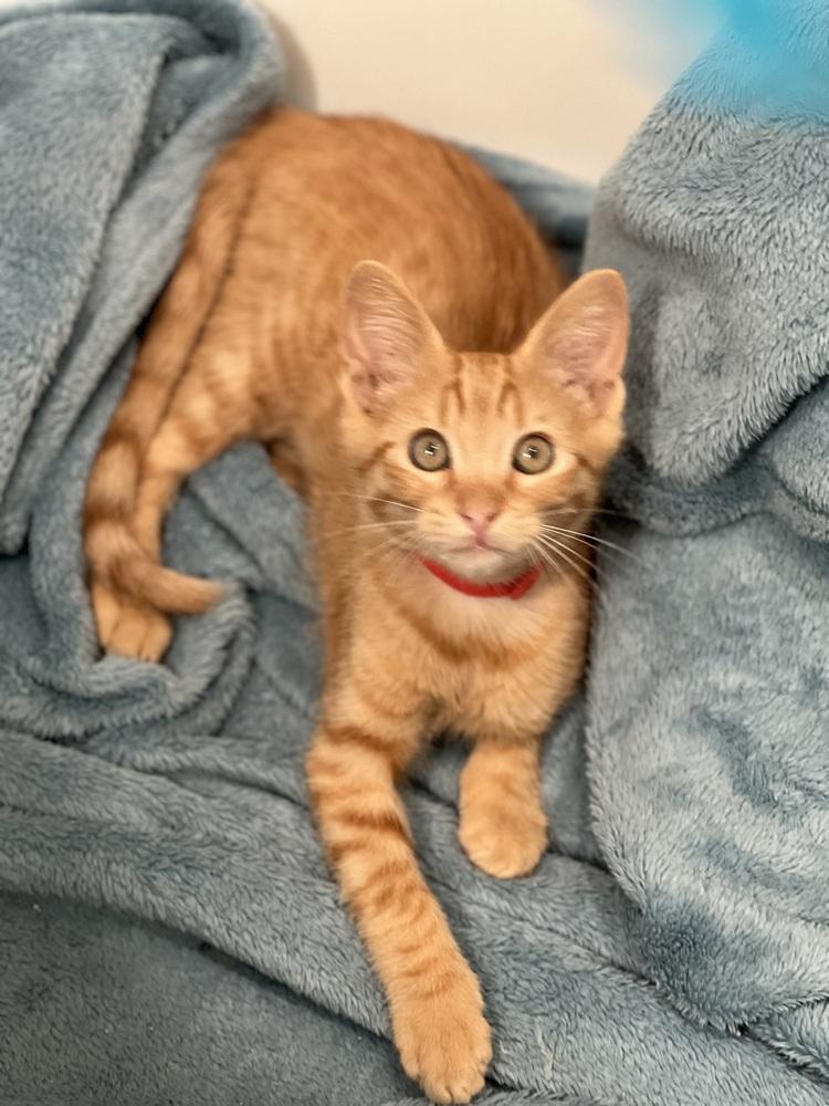 Enlarge Miso, a Adoptable mixed breed in Richardson, TX image 4/5