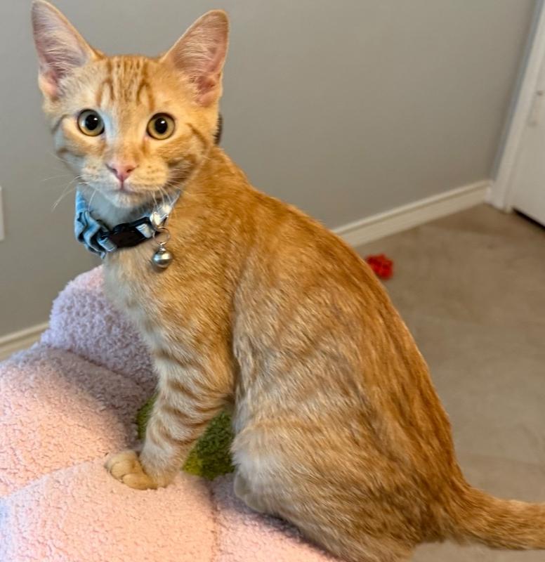 Enlarge Miso, a Adoptable mixed breed in Richardson, TX image 5/5