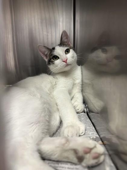 Enlarge Mabel, a Adoptable Domestic Short Hair in Wantagh, NY image 2/5