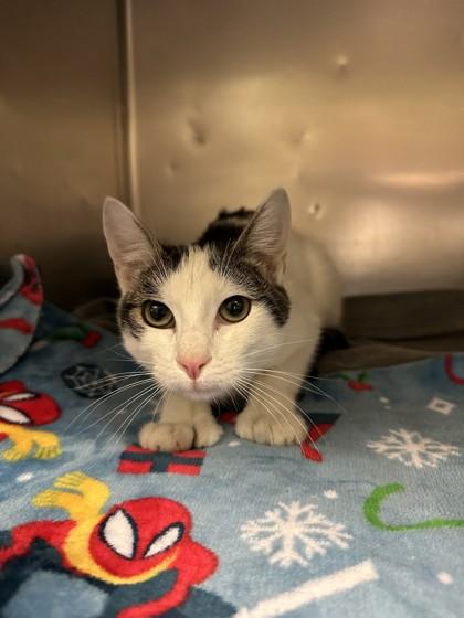 Enlarge Mabel, a Adoptable Domestic Short Hair in Wantagh, NY image 5/5