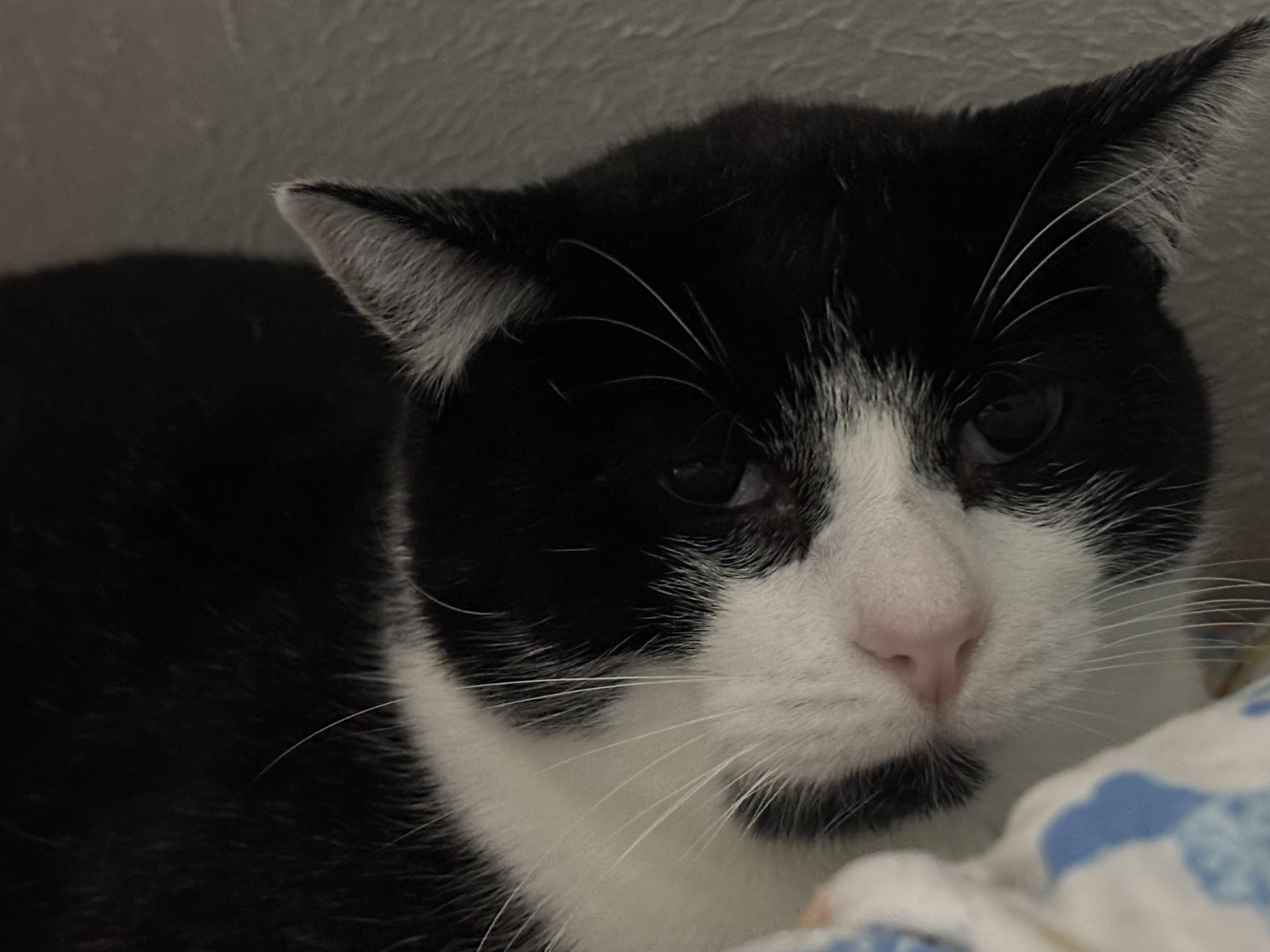 Mummy, Adoptable, Senior Female Domestic Short Hair.