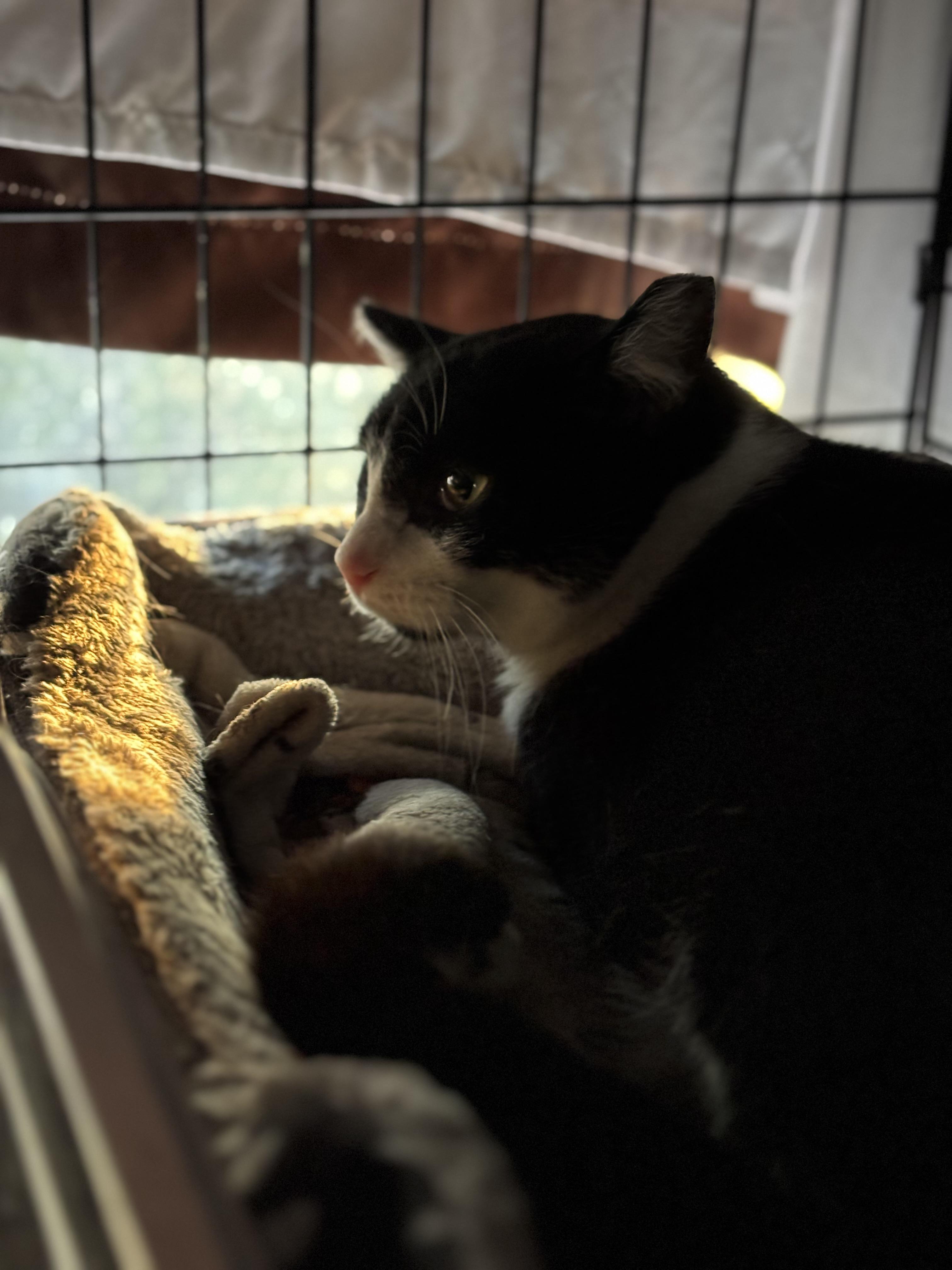 Enlarge Mummy, a Adoptable Domestic Short Hair in Pittsburgh, PA image 3/4