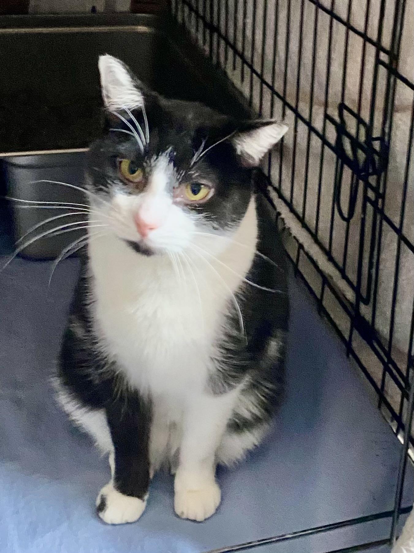 Enlarge Mummy, a Adoptable Domestic Short Hair in Pittsburgh, PA image 1/5