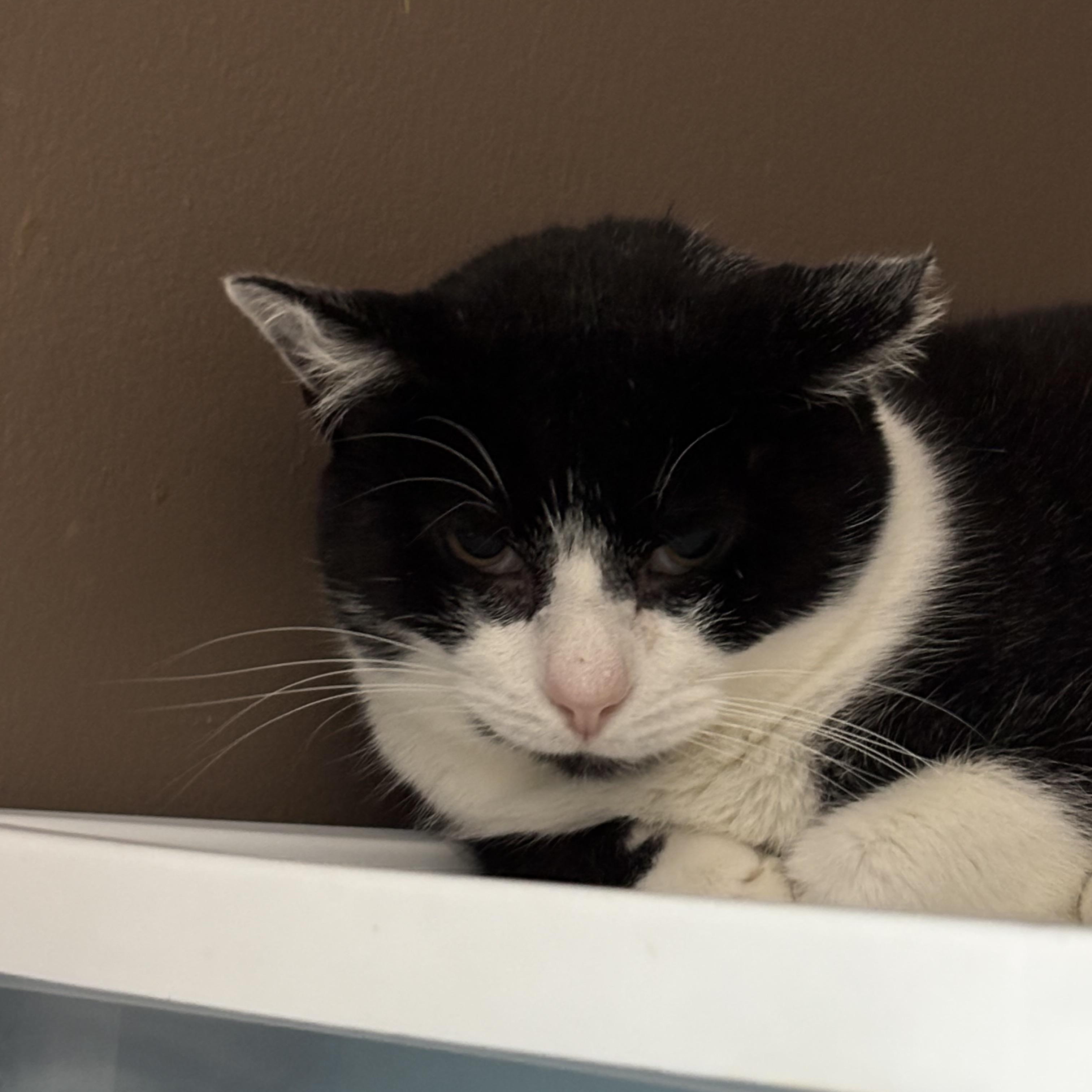 Enlarge Mummy, a Adoptable Domestic Short Hair in Pittsburgh, PA image 2/5