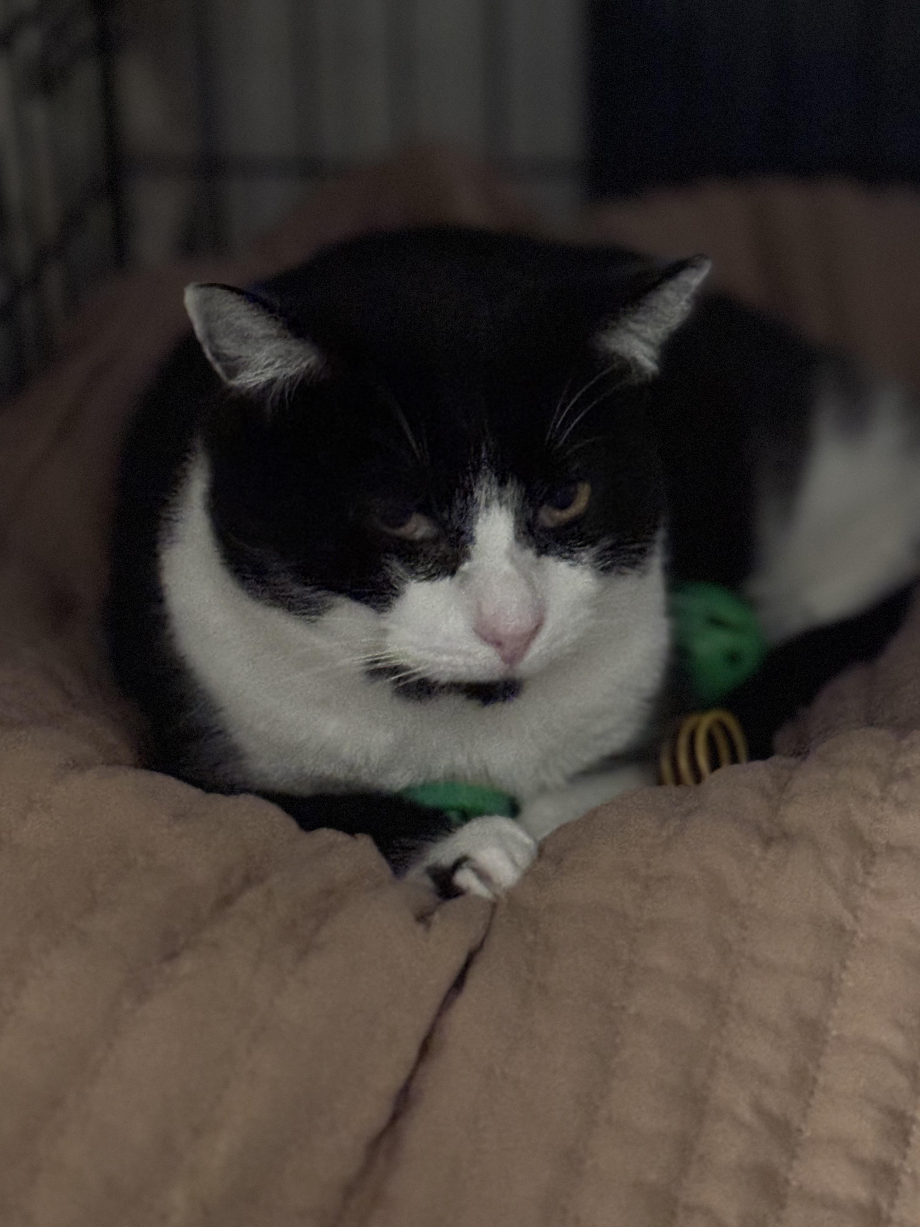 Mummy, Adoptable, Adult Female Domestic Short Hair.