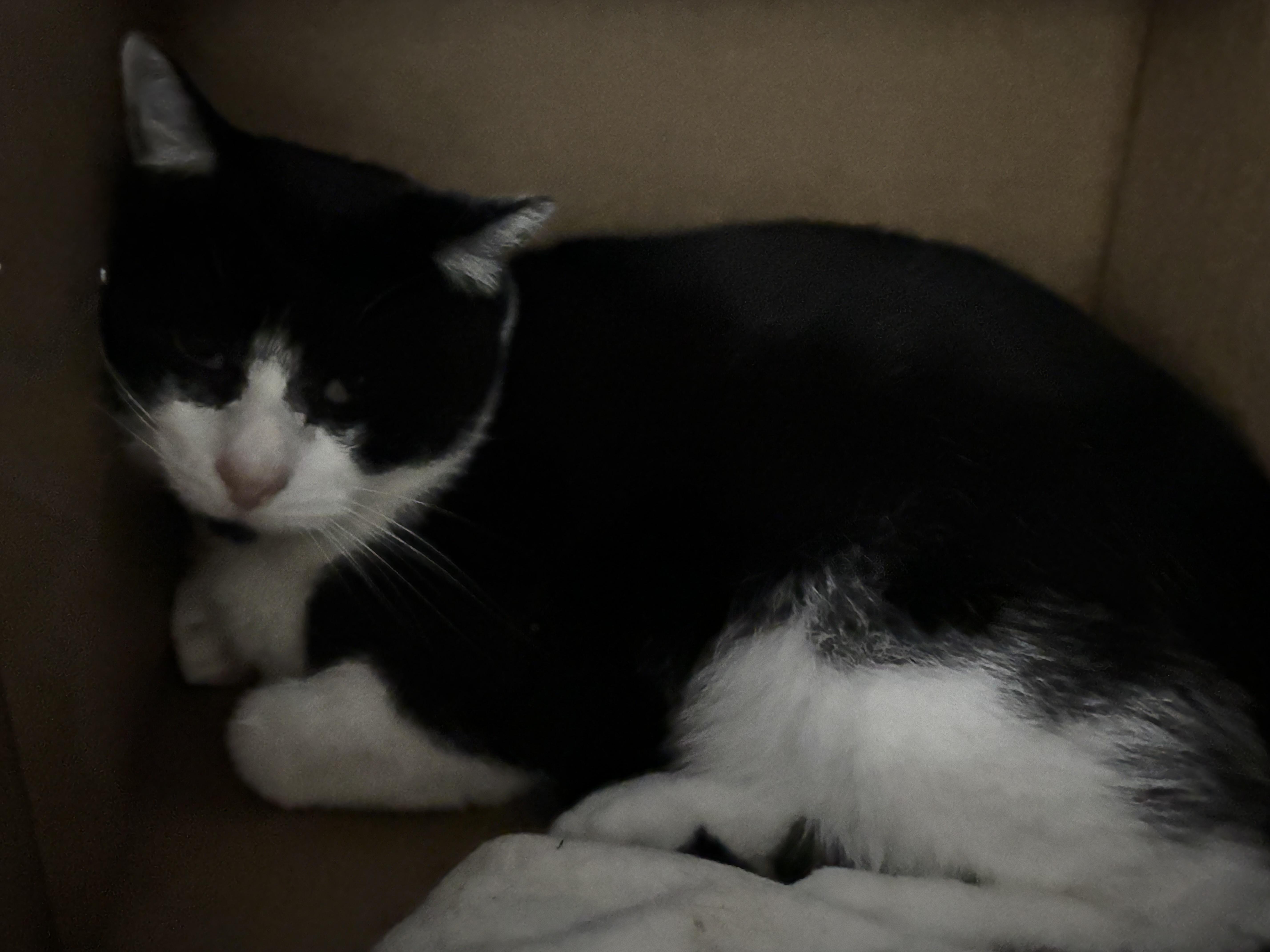 Enlarge Mummy, a Adoptable Domestic Short Hair in Pittsburgh, PA image 4/4