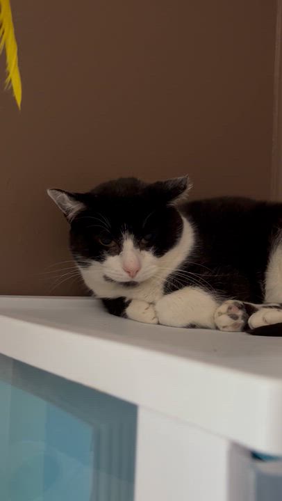 Enlarge Mummy, a Adoptable Domestic Short Hair in Pittsburgh, PA video 5/5