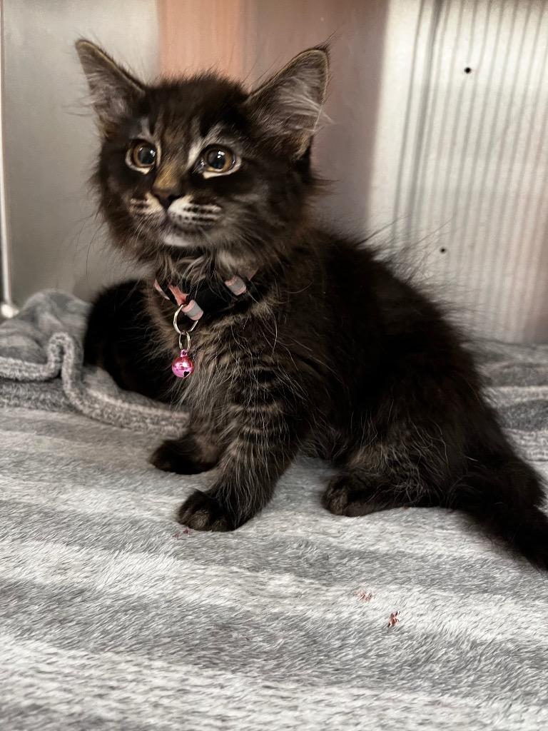 Eclipse, Adopted, Kitten Female Domestic Medium Hair.