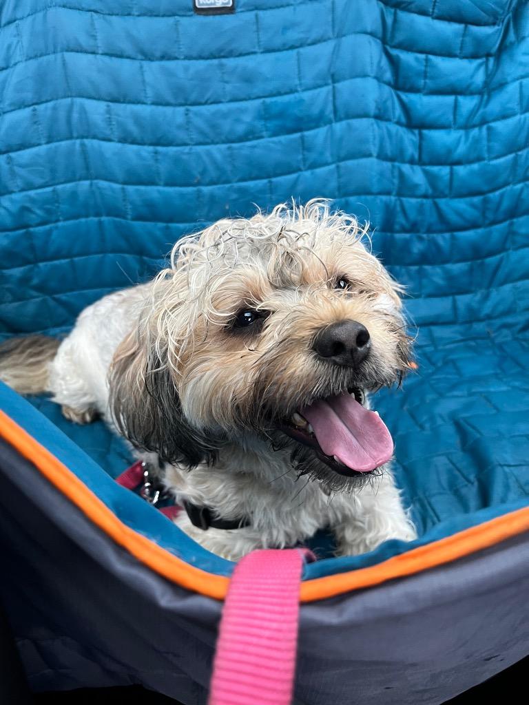 Charlie (f/k/a Canella), Adoptable, Young Male Lhasa Apso & Havanese.