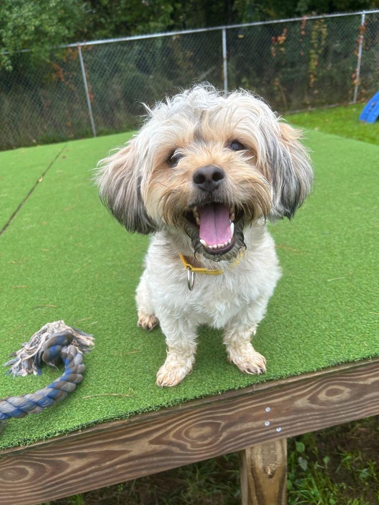 Enlarge Charlie (f/k/a Canella), a Adoptable mixed breed in Meriden, CT image 2/6