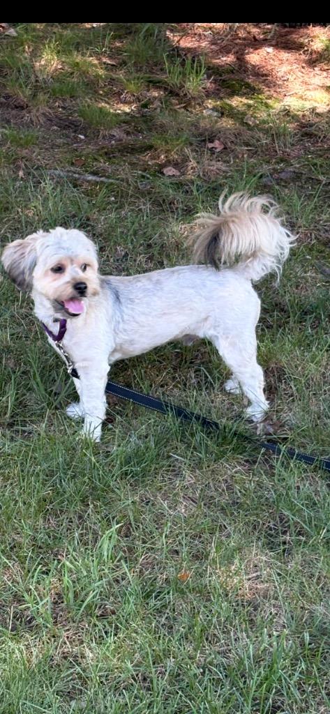 Enlarge Charlie (f/k/a Canella), a Adoptable mixed breed in Meriden, CT image 5/6