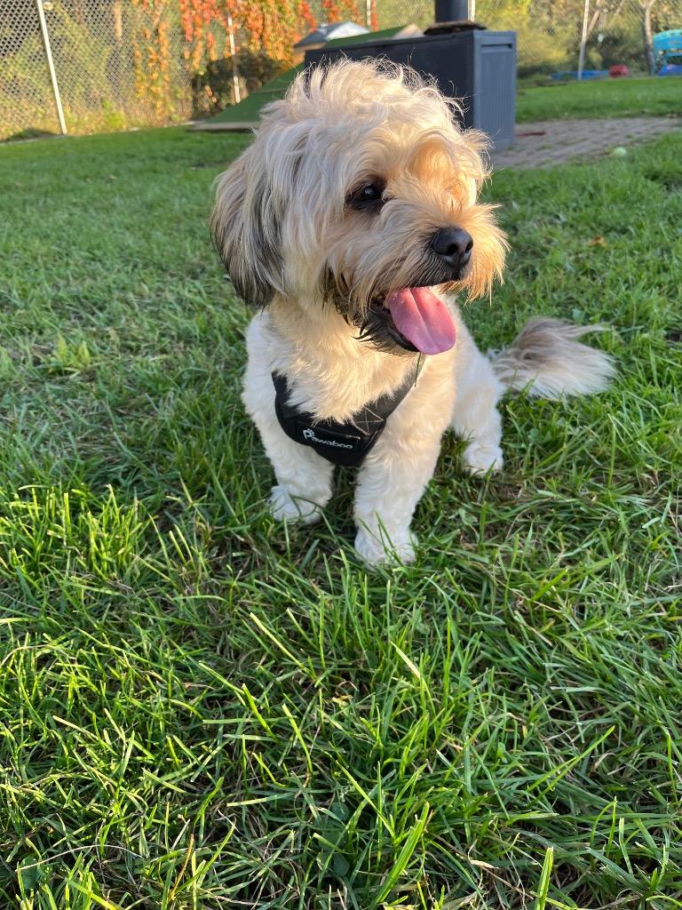 Enlarge Charlie (f/k/a Canella), a Adoptable mixed breed in Meriden, CT image 6/6