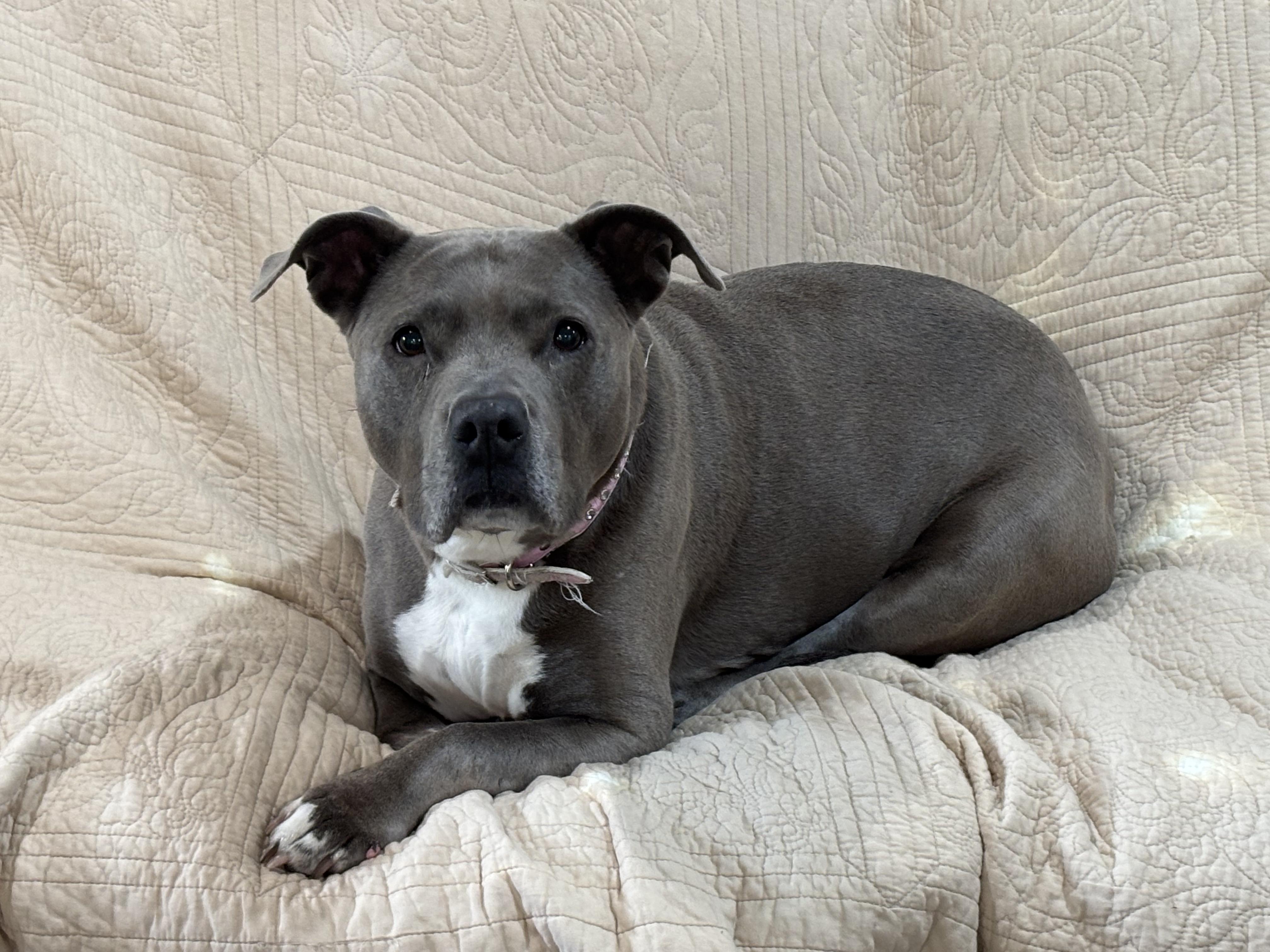 Enlarge Jewel, a Adoptable American Staffordshire Terrier in PENSACOLA, FL image 1/5