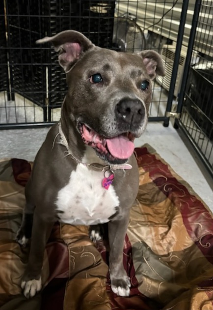 Enlarge Jewel, a Adoptable American Staffordshire Terrier in PENSACOLA, FL image 2/5