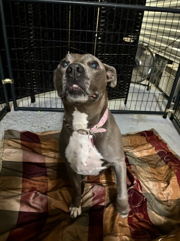 Enlarge Jewel, a Adoptable American Staffordshire Terrier in PENSACOLA, FL image 4/5