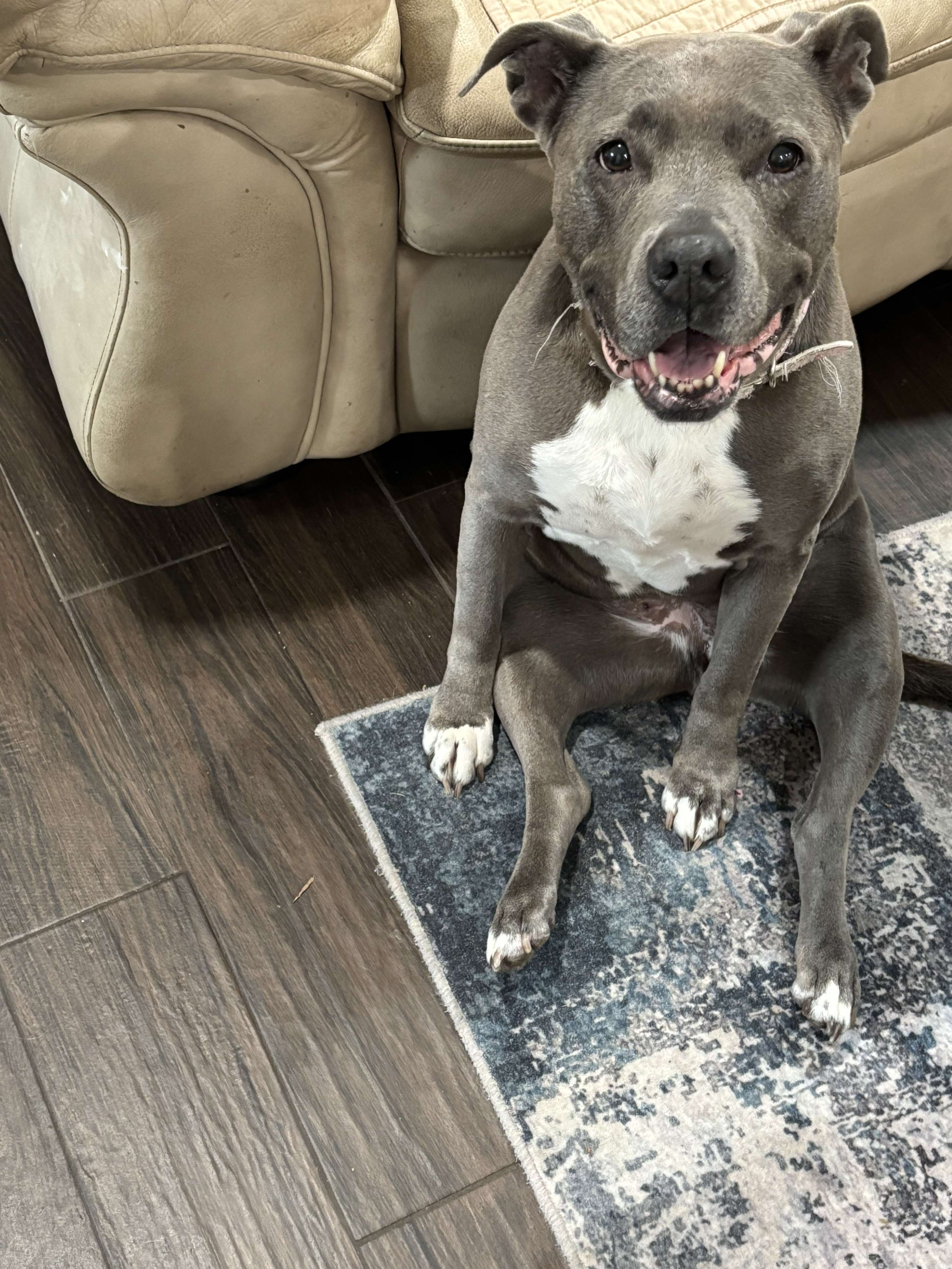 Enlarge Jewel, a Adoptable American Staffordshire Terrier in PENSACOLA, FL image 5/5