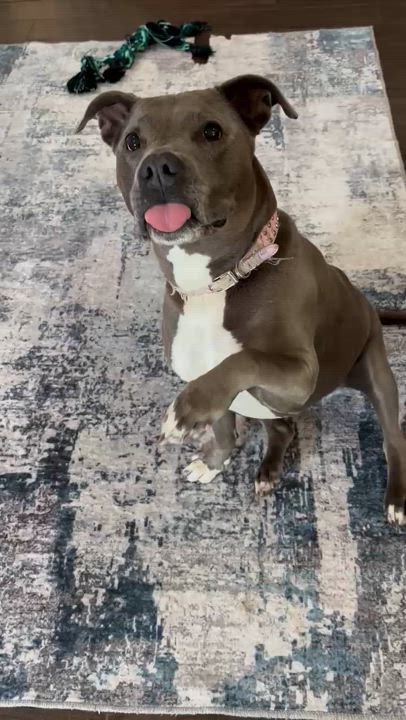 Enlarge Jewel, a Adoptable American Staffordshire Terrier in PENSACOLA, FL video 3/5