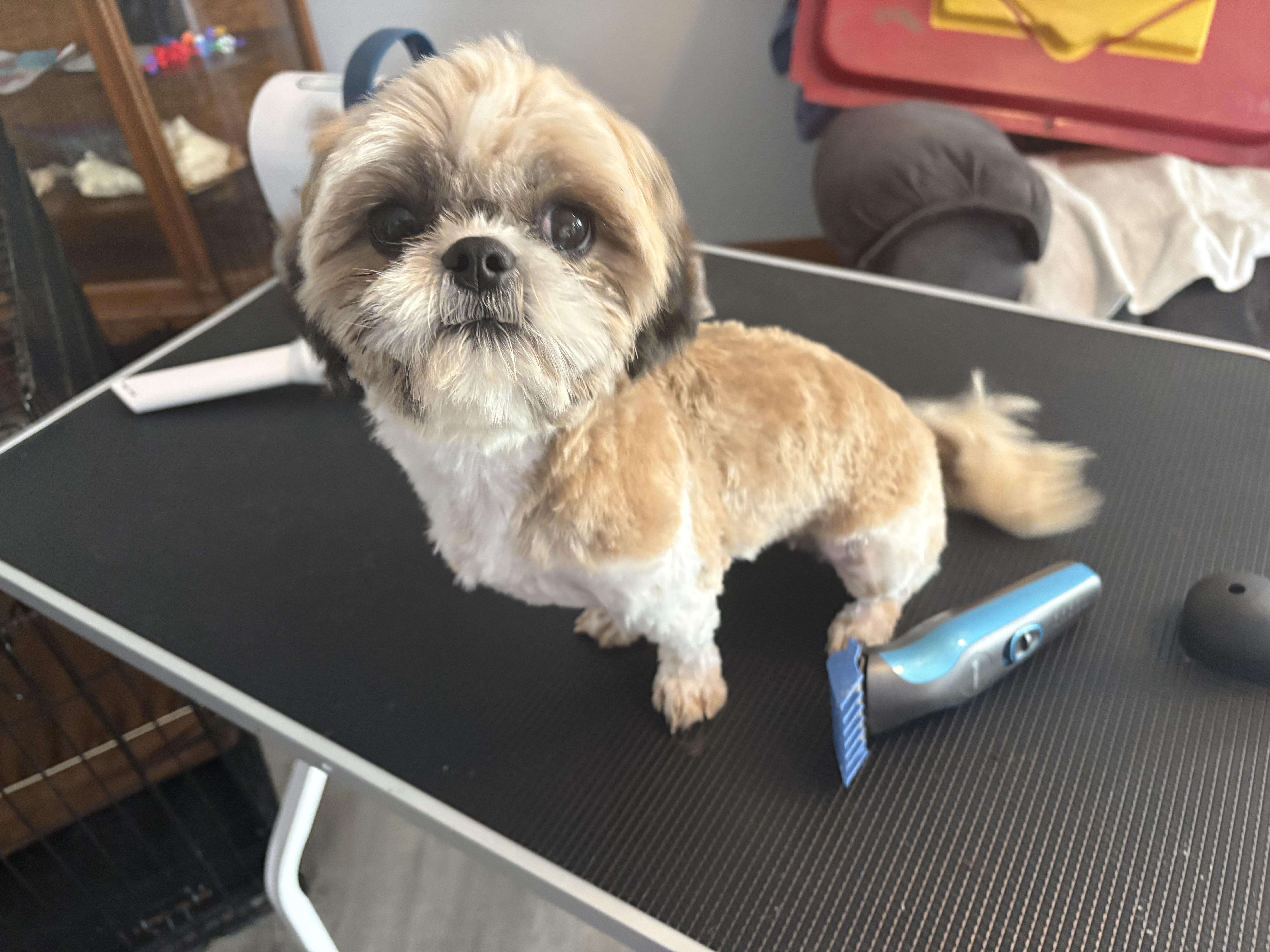 Enlarge Annie, an adopted Shih Tzu in Hindsboro, IL image 1/4