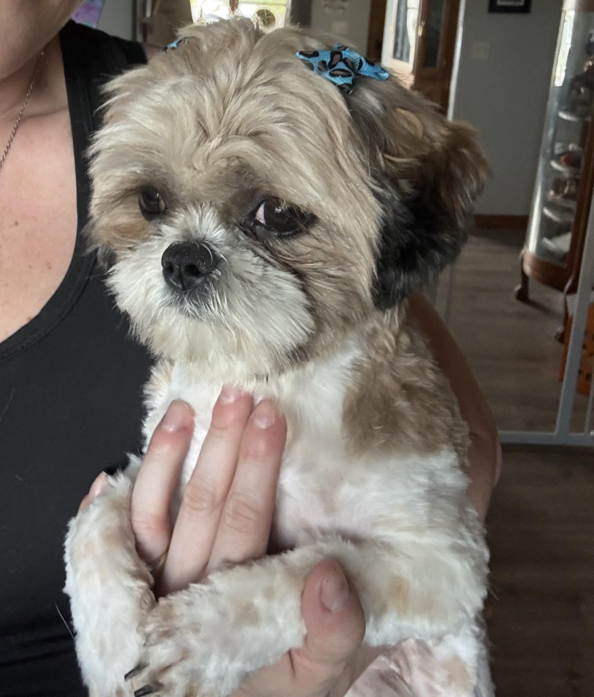 Enlarge Annie, an adopted Shih Tzu in Hindsboro, IL image 4/4