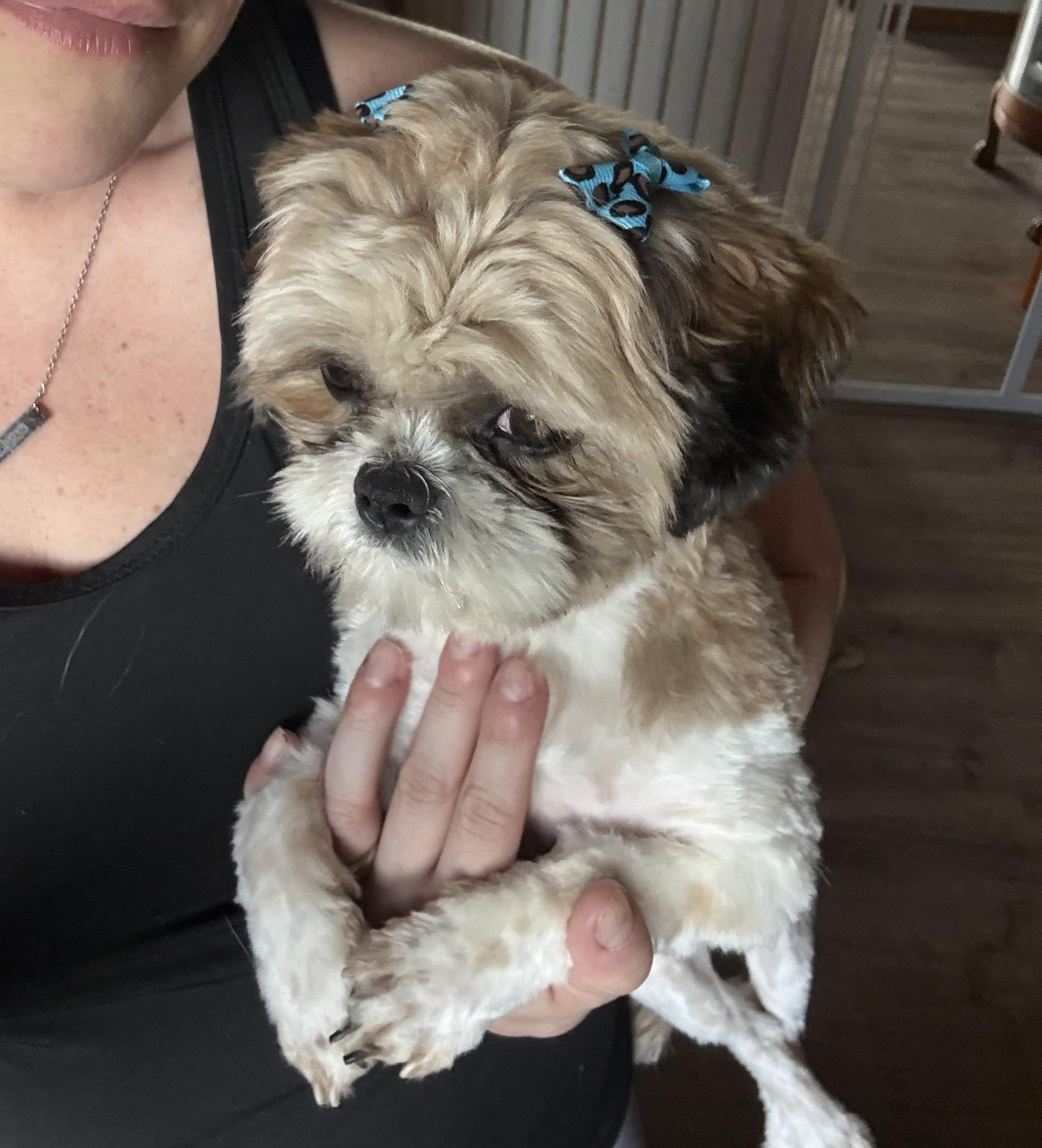 Enlarge Annie, an adopted Shih Tzu in Hindsboro, IL image 3/4